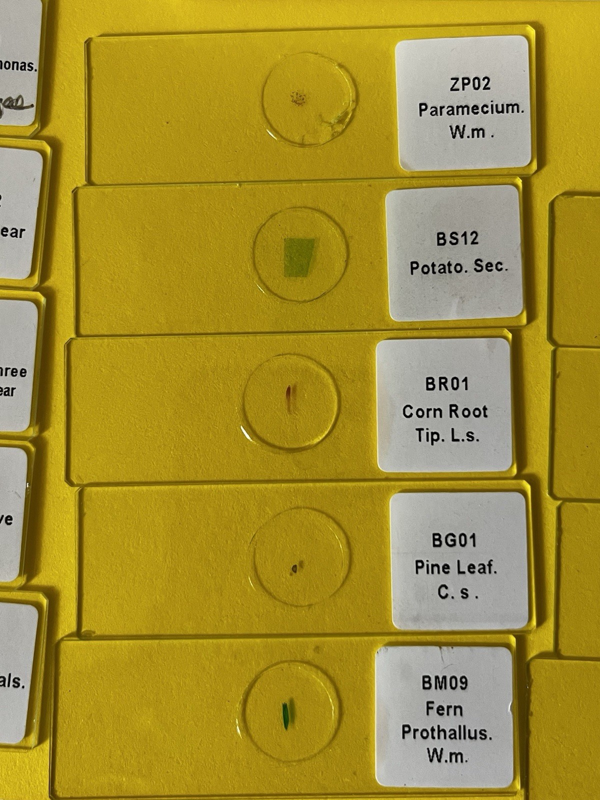 14 Prepared Slides w/Plastic Box in Basic Science Set A (Biology)