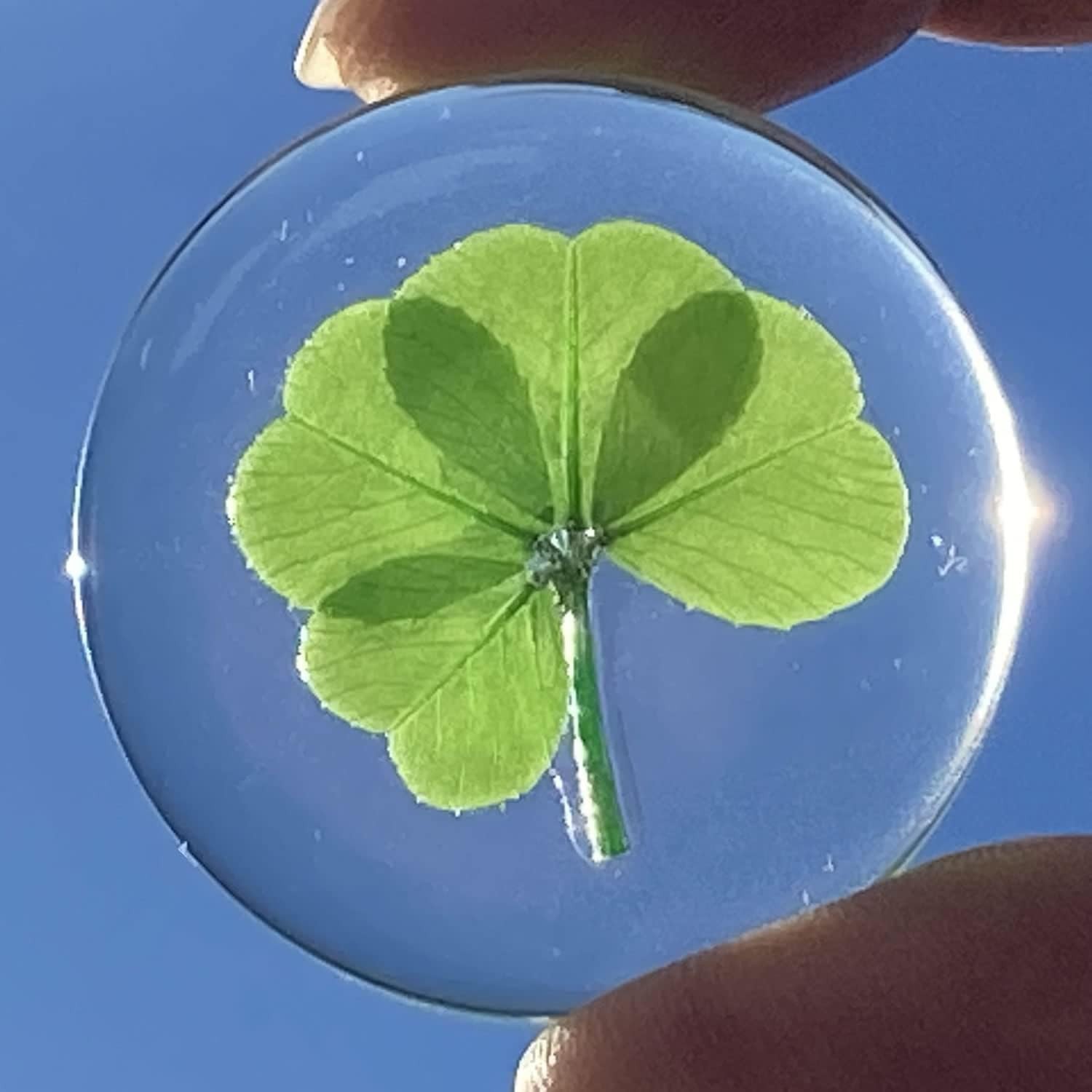 Real Four Leaf Clover Lucky Pocket Token Preserved Flowers Gift