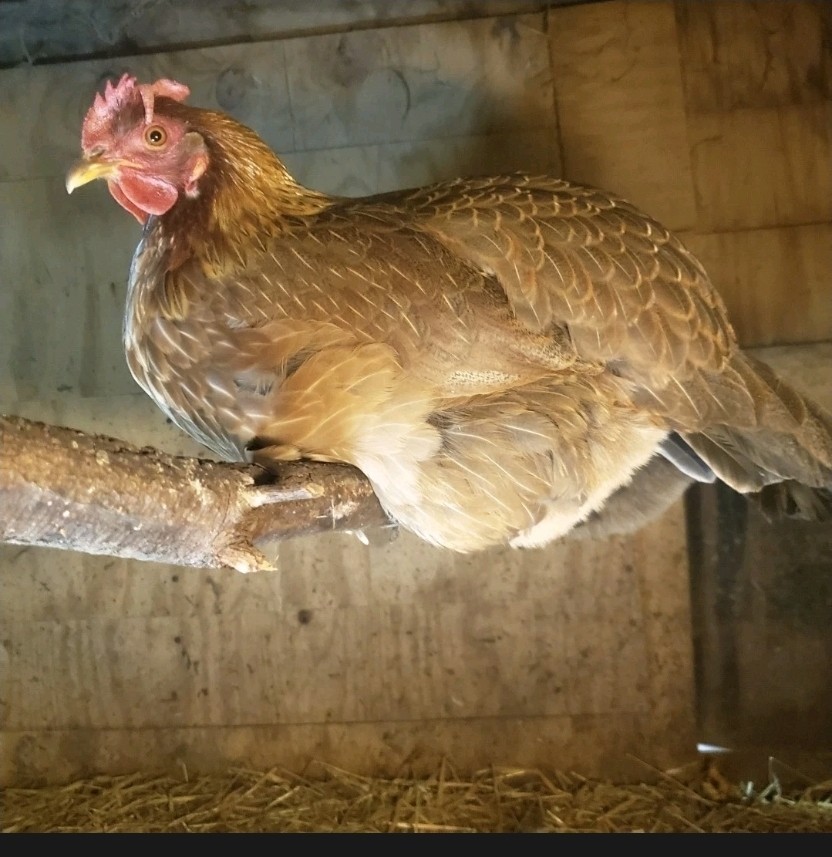 6+ Fertilized Blue & Olive Chicken Eggs