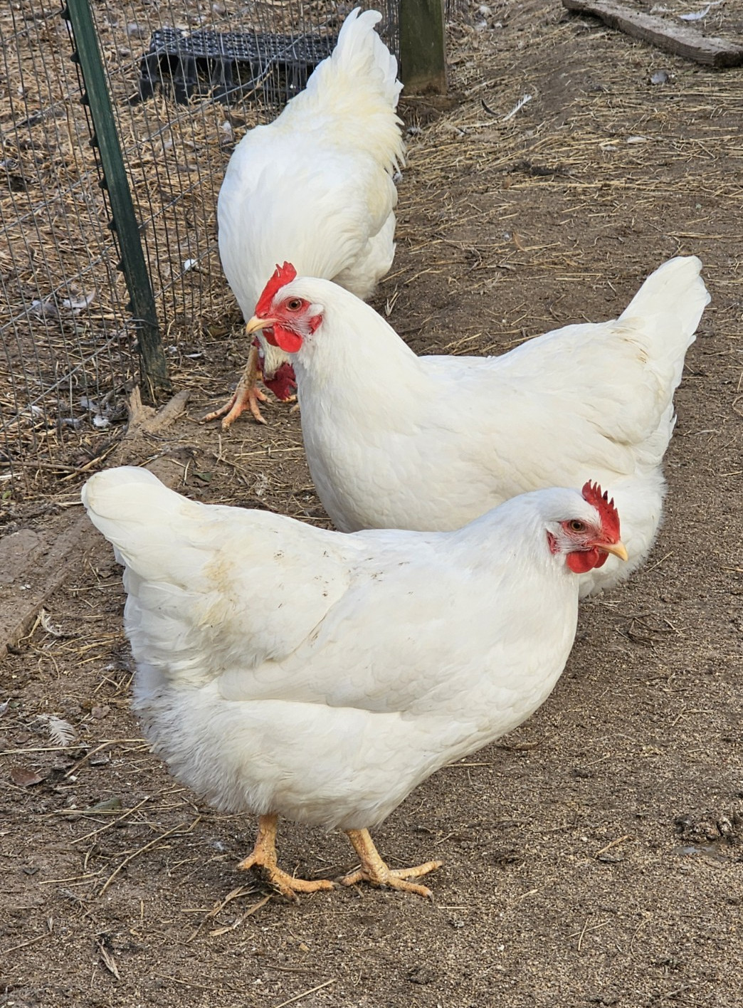 12 Rhode Island White Hatching Eggs
