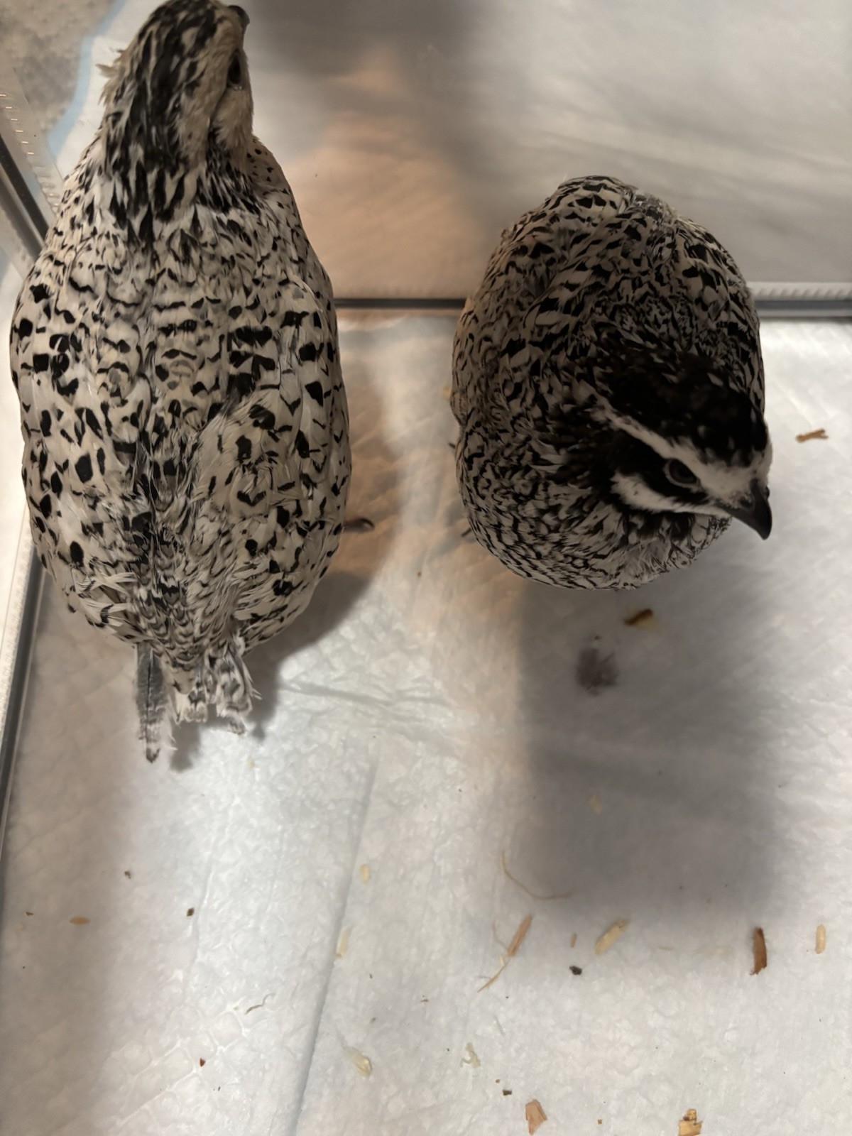 6+ Mixed Bobwhite Hatching Eggs