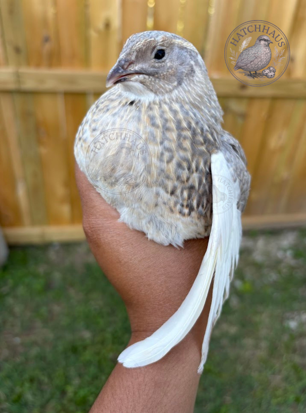 100 Assorted RARE COLORS Coturnix Quail Hatching Eggs - shipped in foam