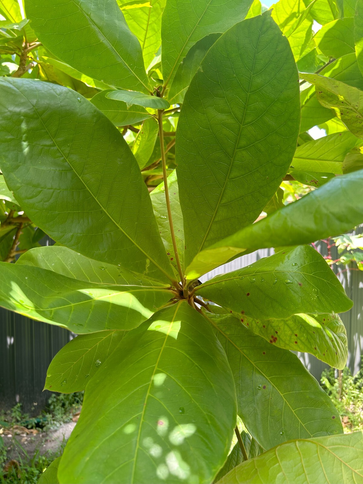 10 Tropical Catappa Indian Almond Leaves Dried -  From Florida