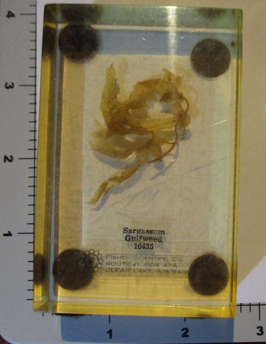 SARGASSUM Gulfweed Fisher Scientific school vintage preserved specimen #15