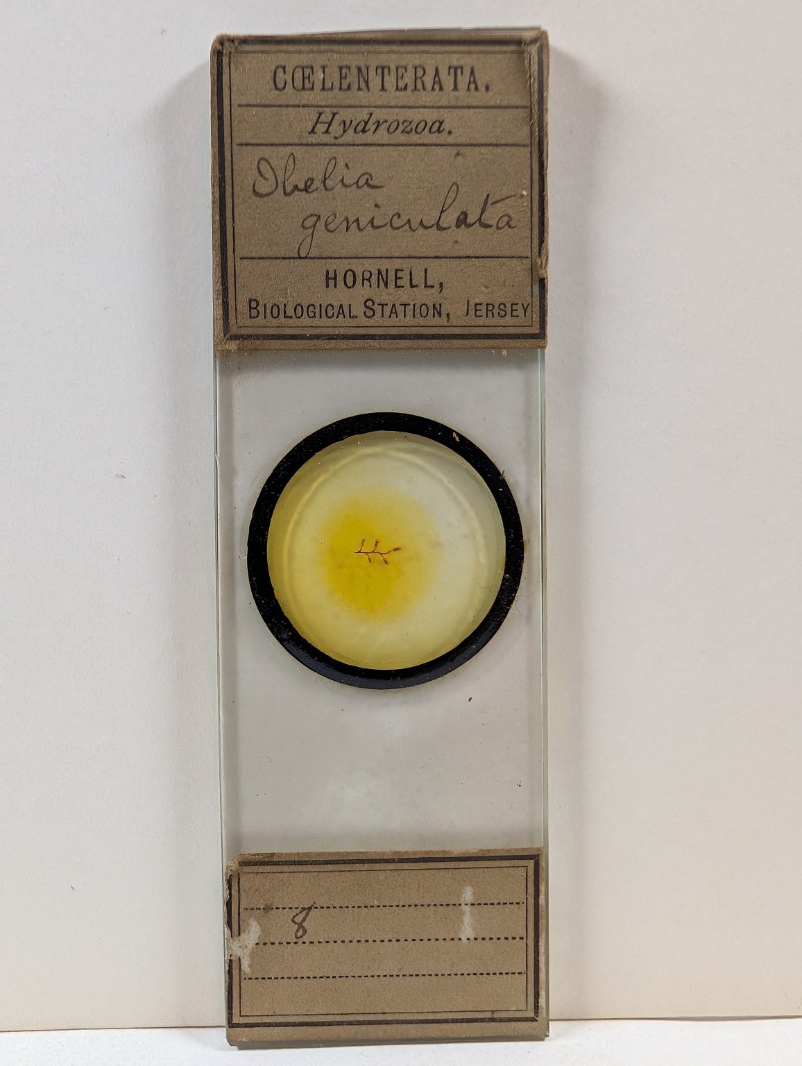 Vintage Hornell Biological Station Microscope Slide Obelia geniculata Hydrozoa