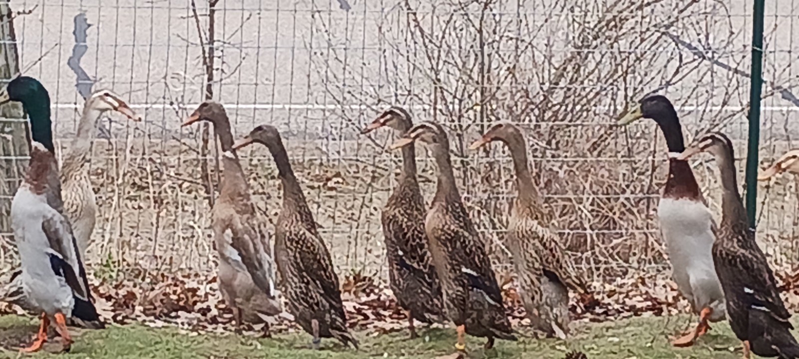 10+ Grey Runner Duck Hatching Eggs
