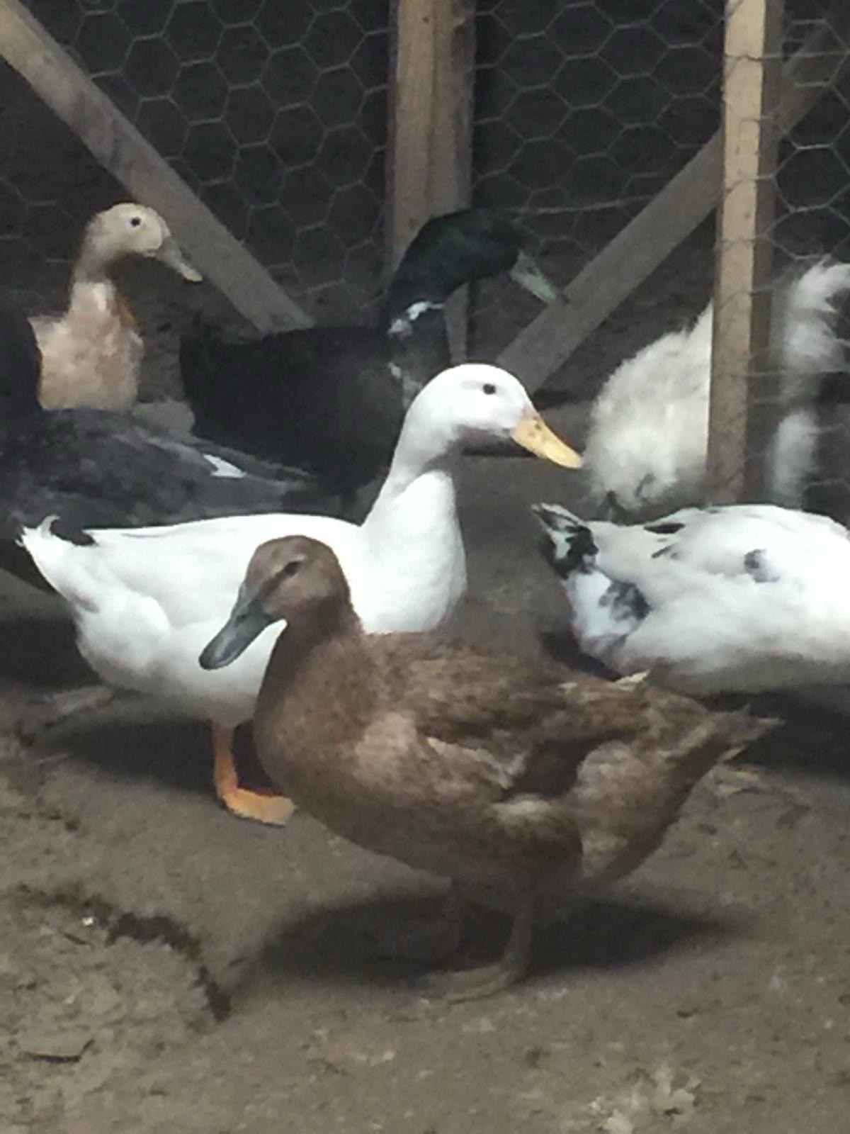 Fertile Duck Hatching Eggs, - Lot of 12