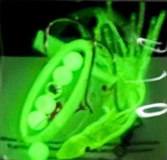 NEW SALMON FISHING SPINNER HALO HOOCHIE LURES 2 GLOW NOTHING ELSE LIKE EM!!!