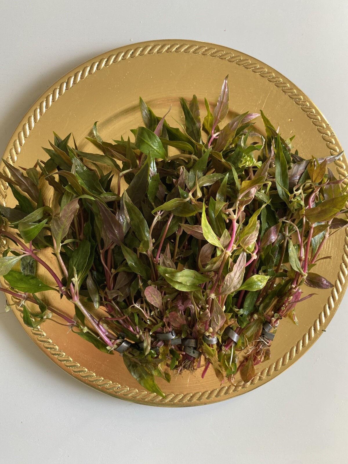 BUY 2 GET 1 FREE- Scarlet Temple Live Aquatic Plant- Beautiful Pink Plant!