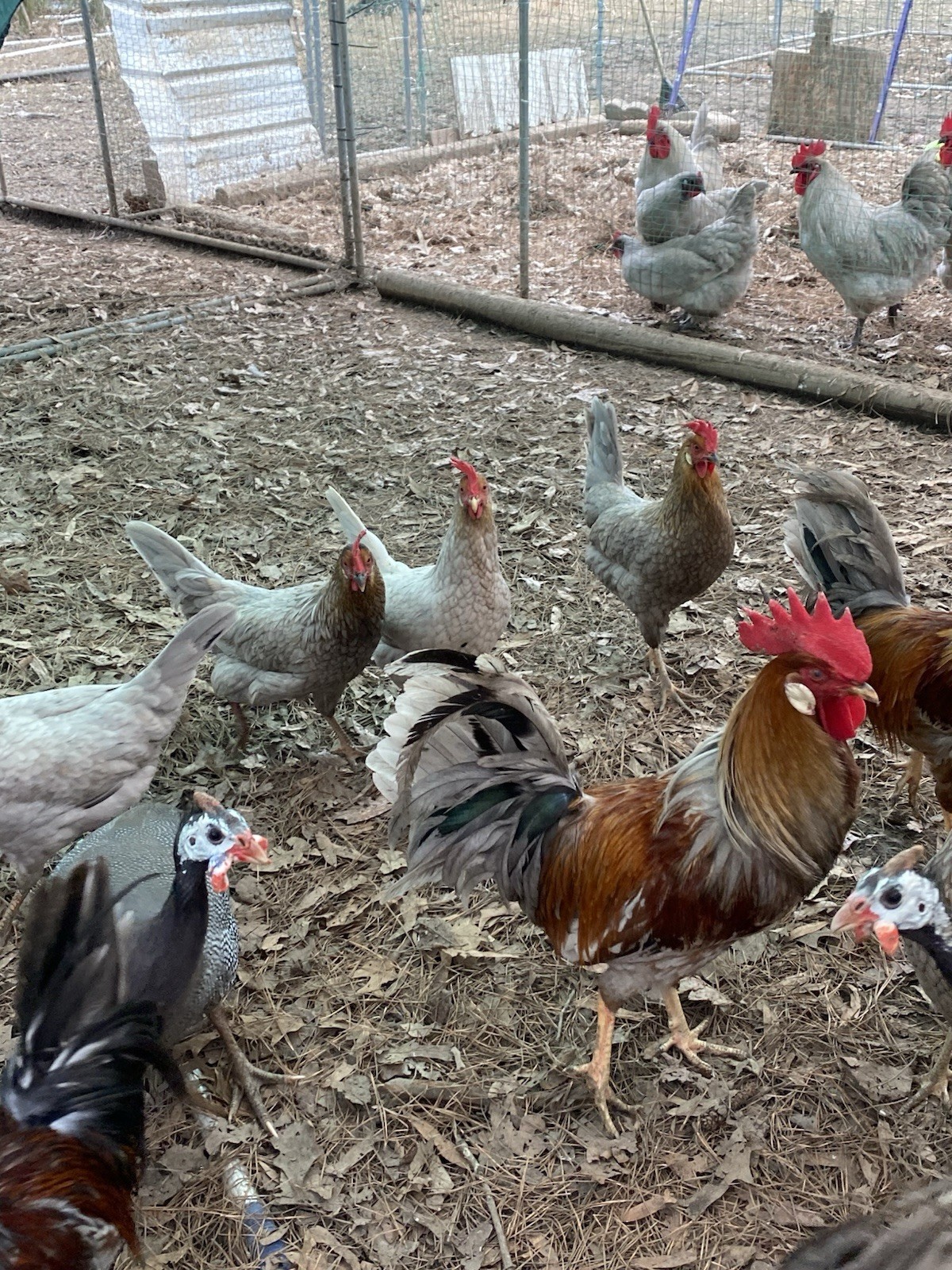10ct Leghorn Hatching Eggs