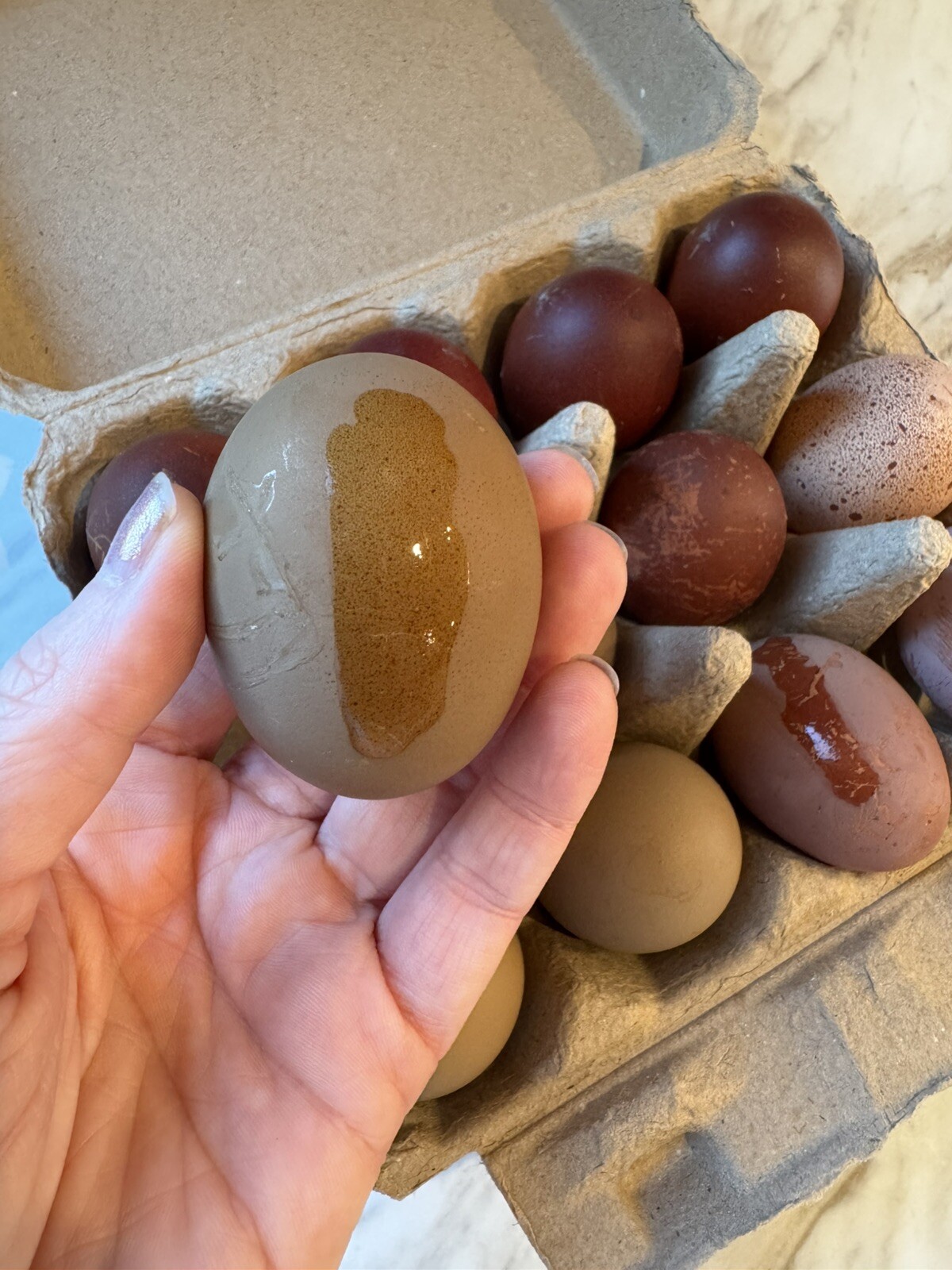 12+ Multigeneration Olive Egger Hatching Eggs Heavy Blooms/Speckles F1, BC1, BC2