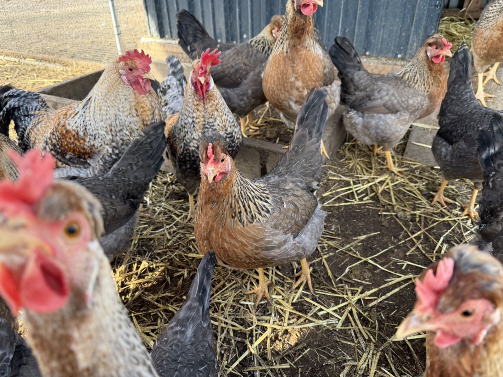 12 + Crested Cream Legbar Purebred Blue Fertilized Hatching Eggs NPIP and AI