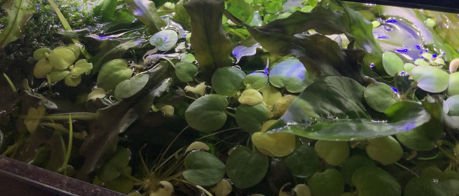 Frog Bit Floaters Live Floating Plants