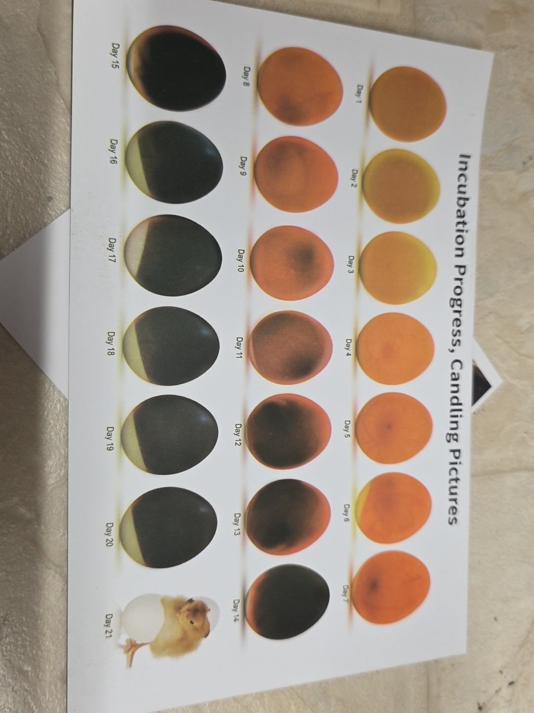 Innsky Incubator for Hatching Eggs,12 Egg Incubator with Automatic Egg...