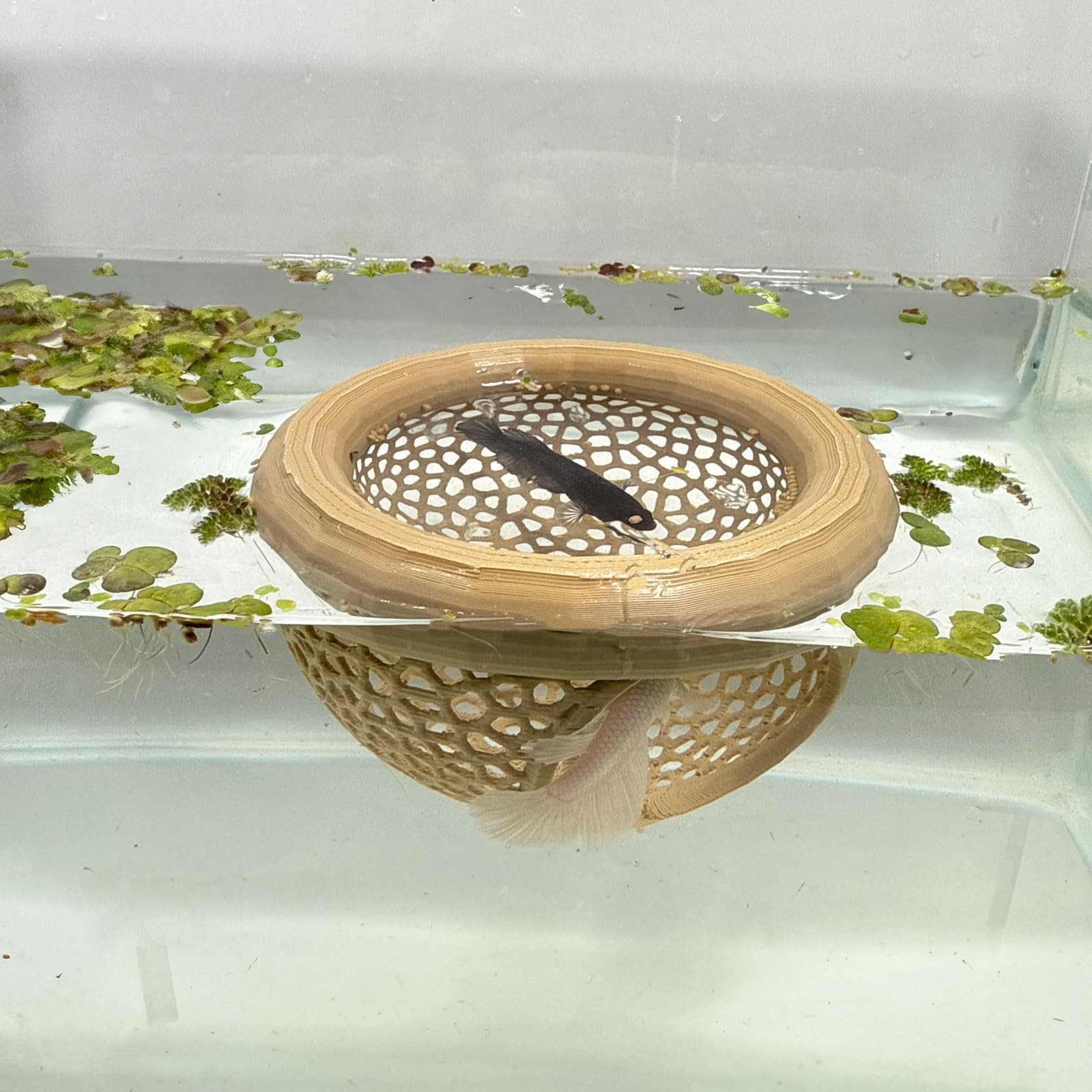Aquarium Floating Betta Fish Skins, Betta or Shrimp Feeder, Cave and Hammock,...