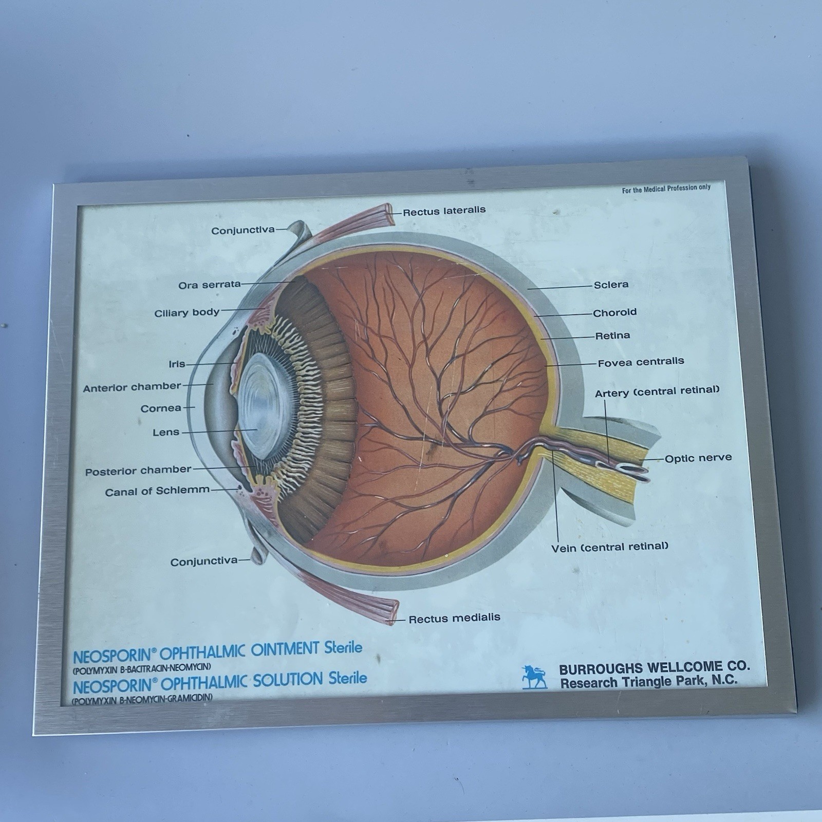 Neosporin Ointment Ophthalmic Anatomical Diagram Of The Human Eye Framed