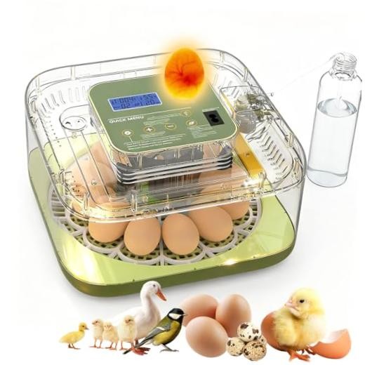 12 Egg Incubators with Temperature and 12 Eggs for Hatching Eggs