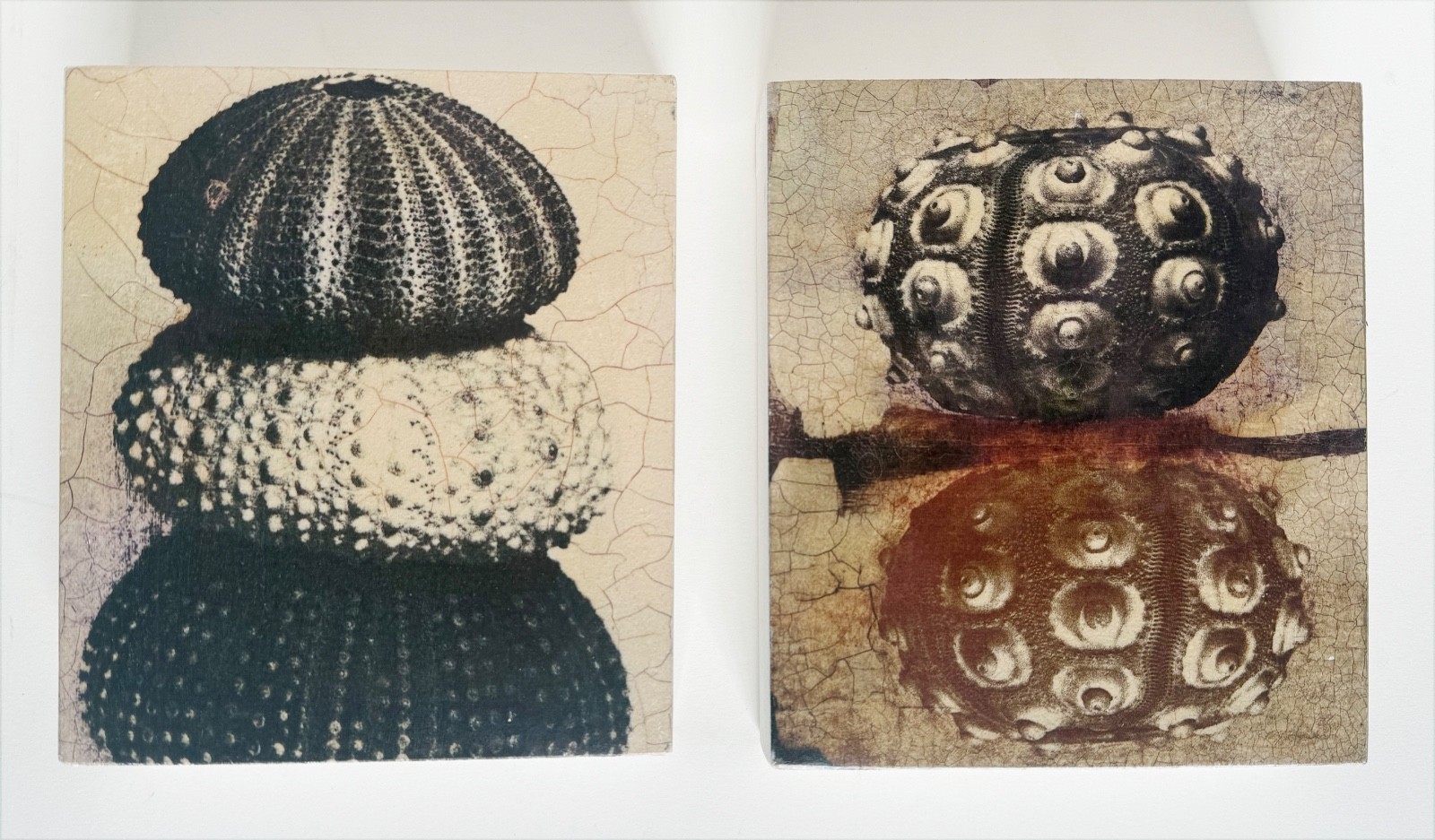 Pair of mixed media sea urchin art images on cradled boards / signed by artist