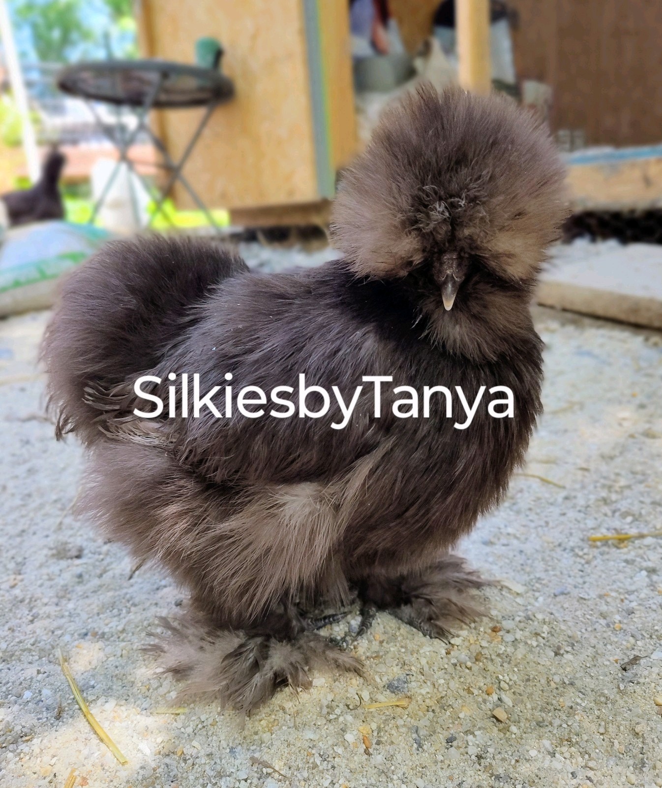 12 Fertile Silkie Chicken Hatching Eggs. Frizzles/ Satins Possible. Variety.