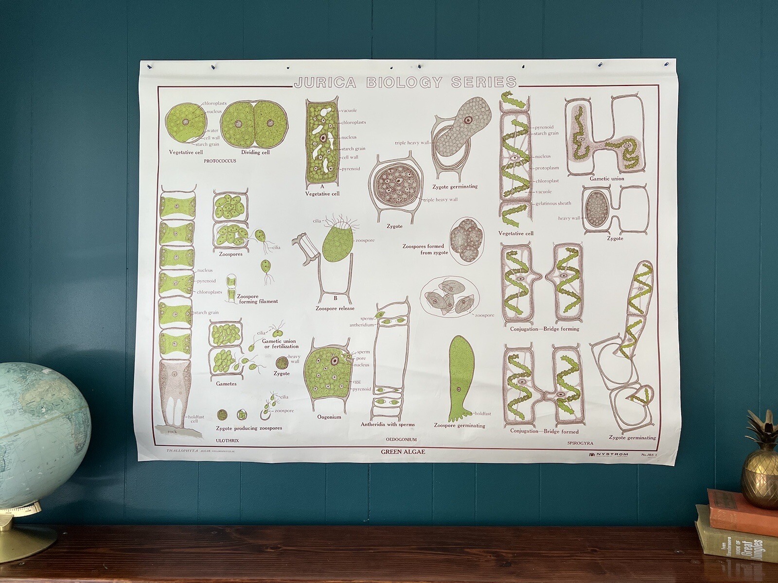 Vintage Science Biology Classroom Chart Poster - Green Algae & Mendel’s Laws