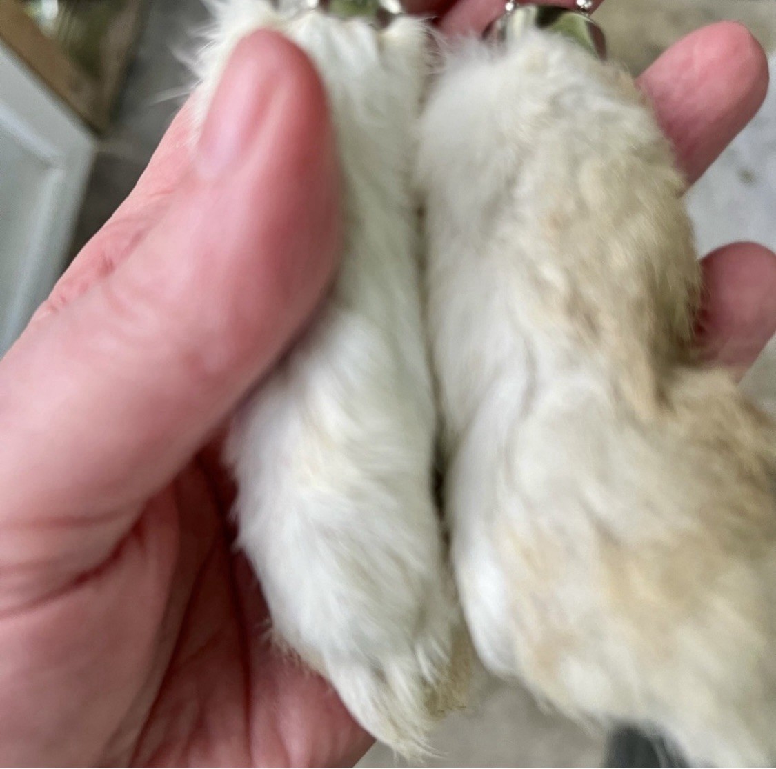 13 Lucky Rabbit’s Feet Key Chains