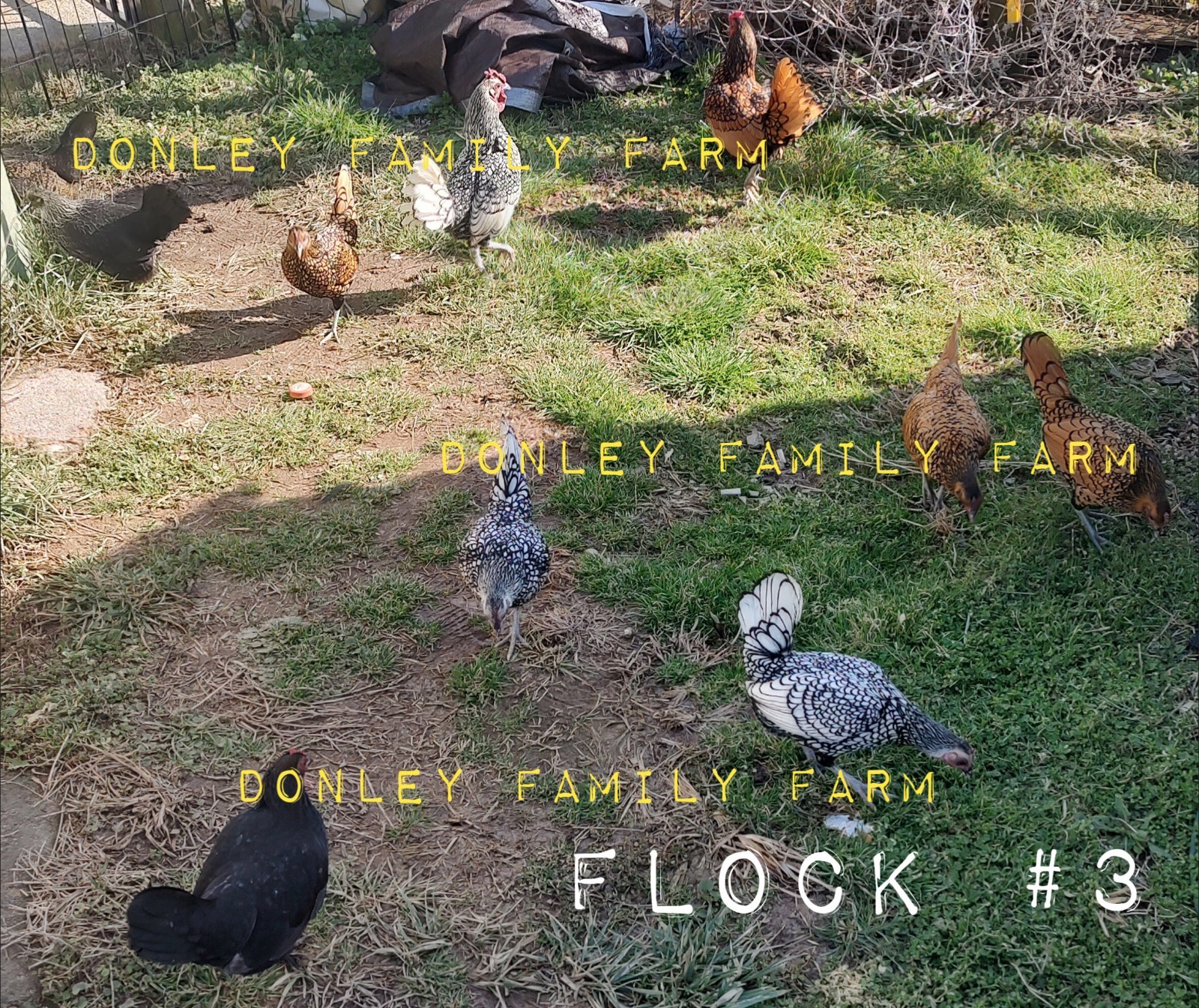 12 Assorted Silver & Gold Sebright, Sebright /Old English Mix Hatching Eggs