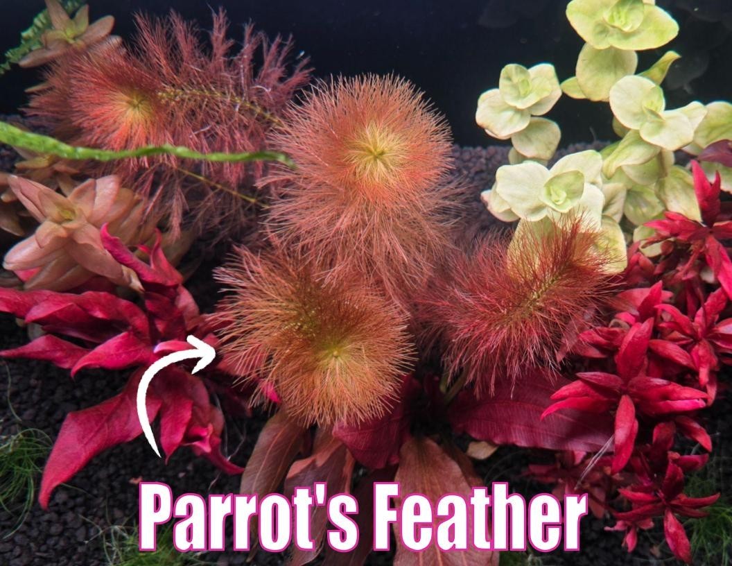 Orange Glow Plant Pack Live Aquatic Plants Freshwater Aquarium Plants Healthy