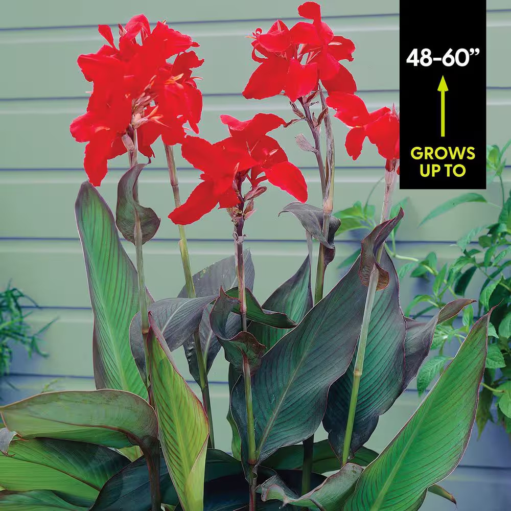 Cannas Giant Black Knight Bulbs (Set of 6)