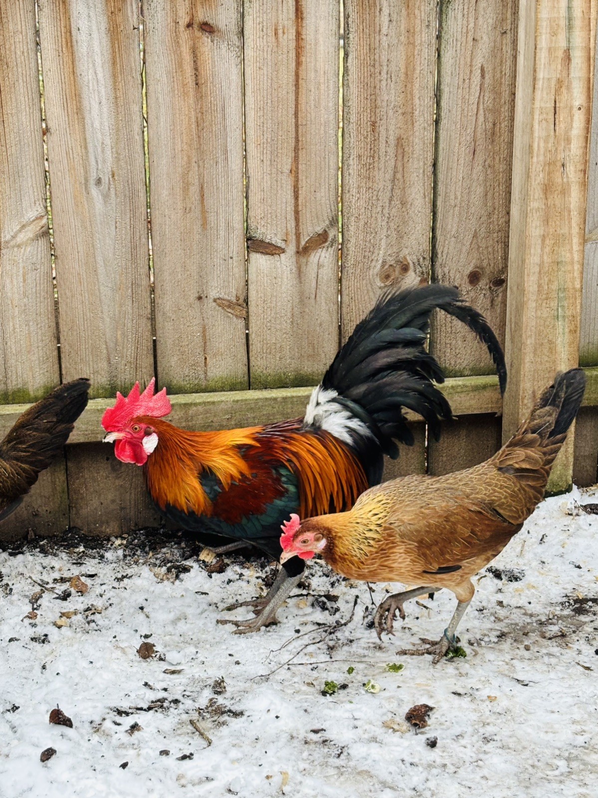 Jungle Fowl 8 hatching eggs..