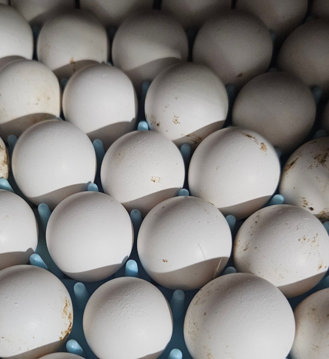 12 + 2 Northern Bobwhite Quail Hatching Eggs-FREE SHIPPING