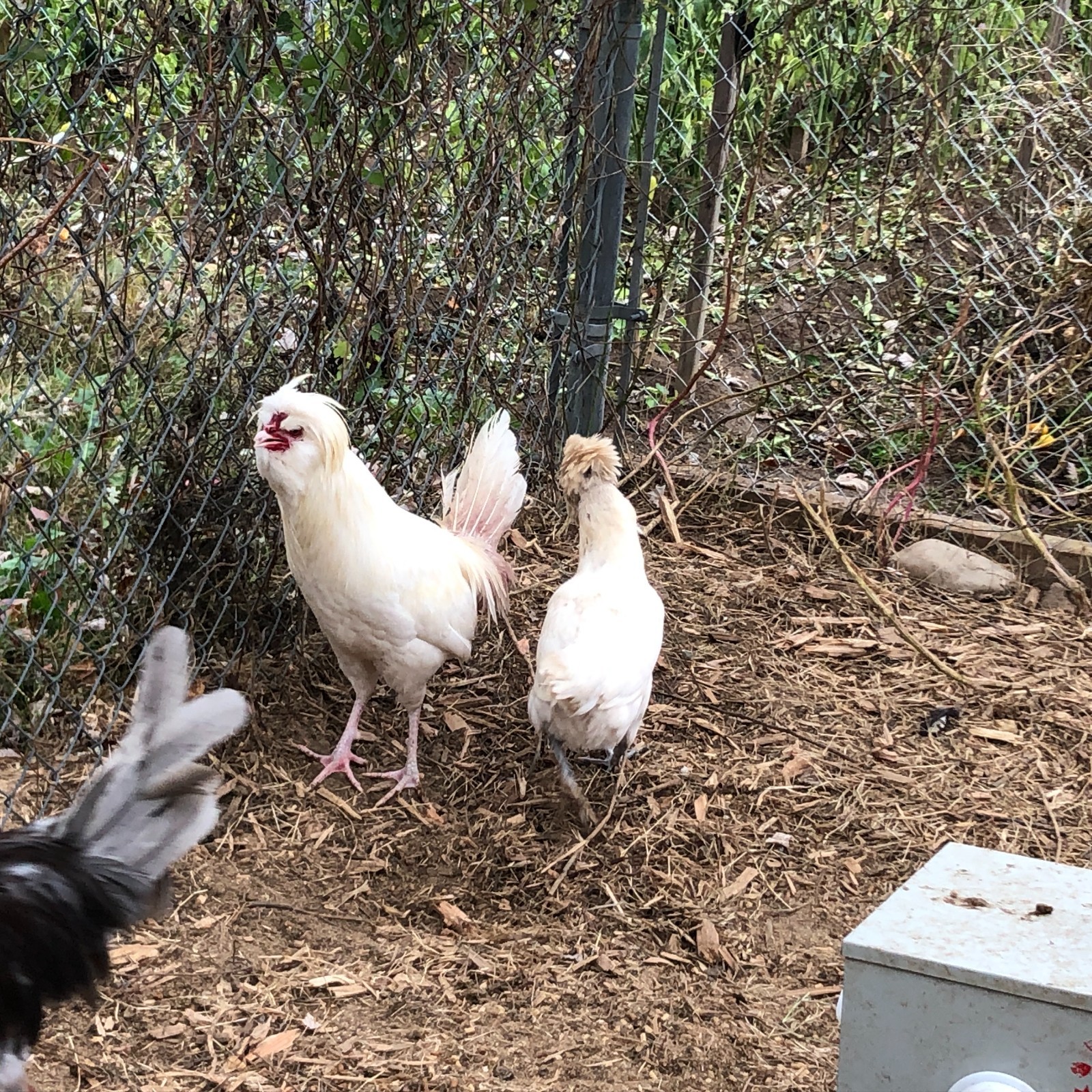 11+ Fertile Chicken Hatching Eggs BarnyardMix/Crested/Easter/Rare Breed Possible