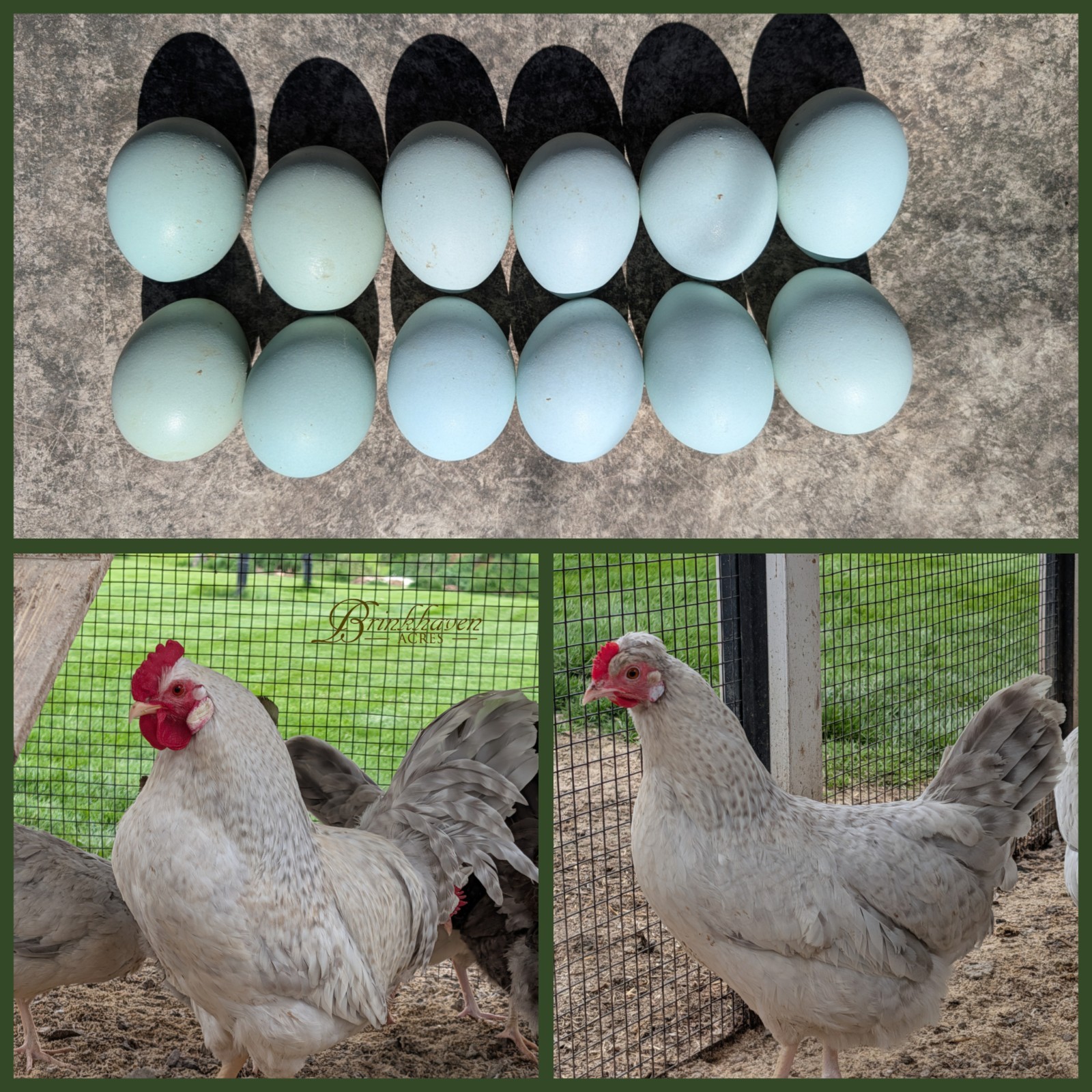 12 Opal Legbar Hatching Eggs - Brinkhaven Acres