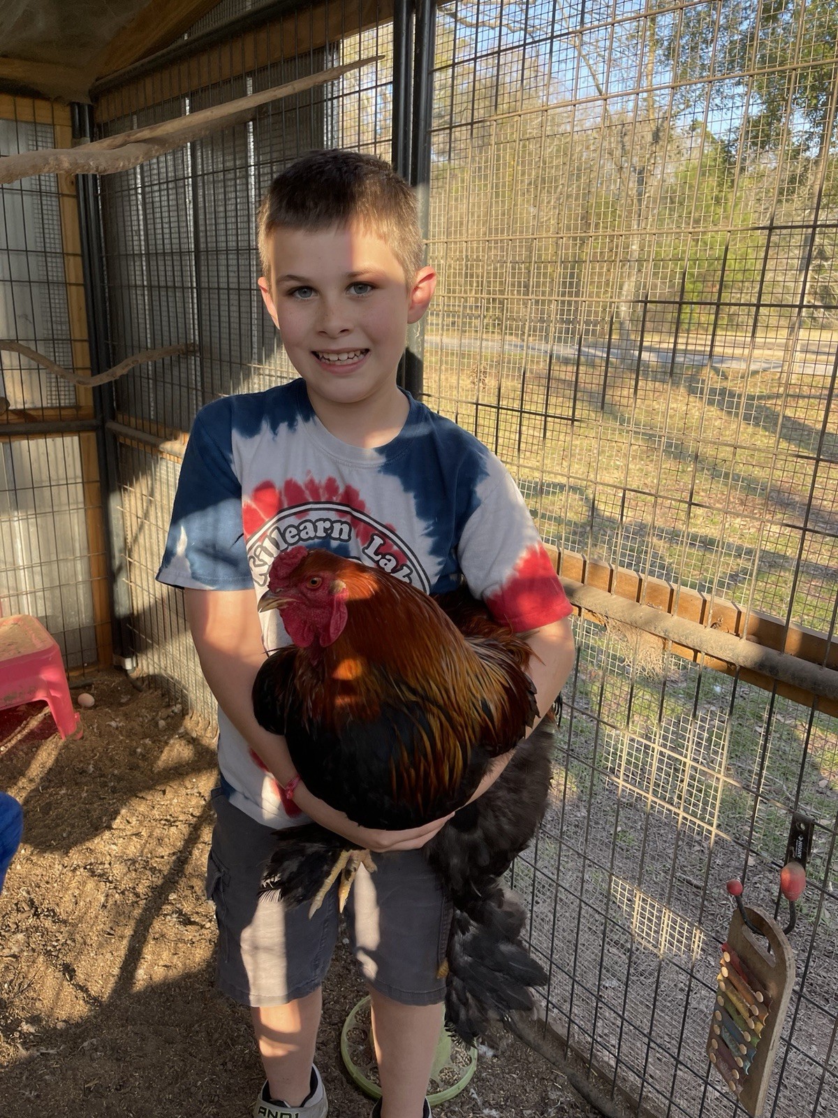 6+ Blue/Black/Splash SILVER/GOLD Partridge Brahma Hatching Eggs
