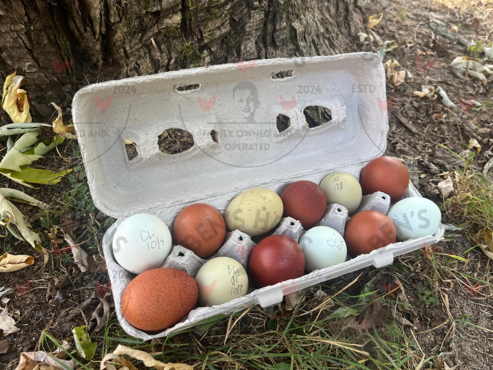12 + Extras - F1 Olive Egger Hatching Eggs (NPIP# 34-785)