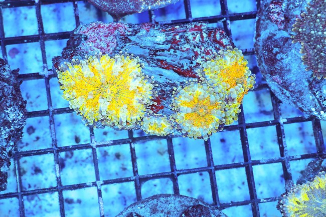Lemonade Ricordea Yuma WYSIWYG - SAQ Coral Farm