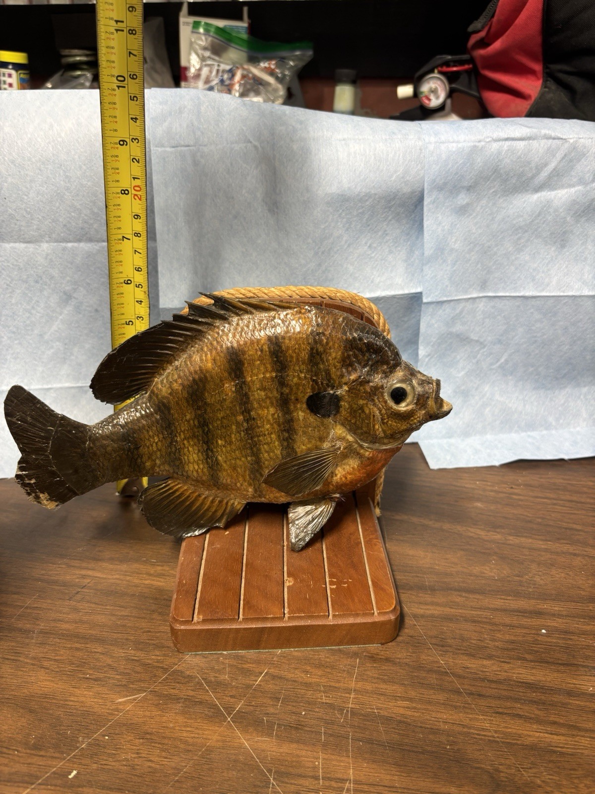 Bluegill Book Ends Fishing Decor