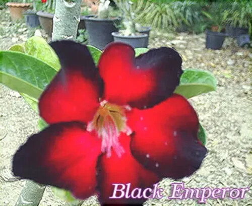 Adenium Obesum - Desert Rose - "Black Emperor" - 5 Fresh Seeds   (#17)