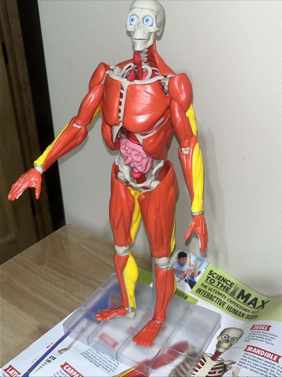 Science To The Max Interactive Human Body STEM Toy 60 Piece Fully Poseable 14”