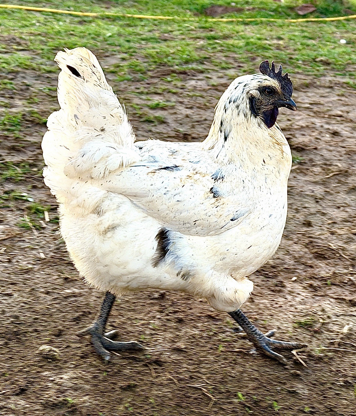 12 Zombie Chicken Hatching Eggs – F1 Hybrid