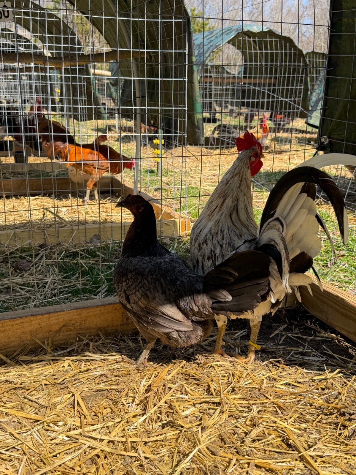 18 Miner Blues chicken hatching eggs