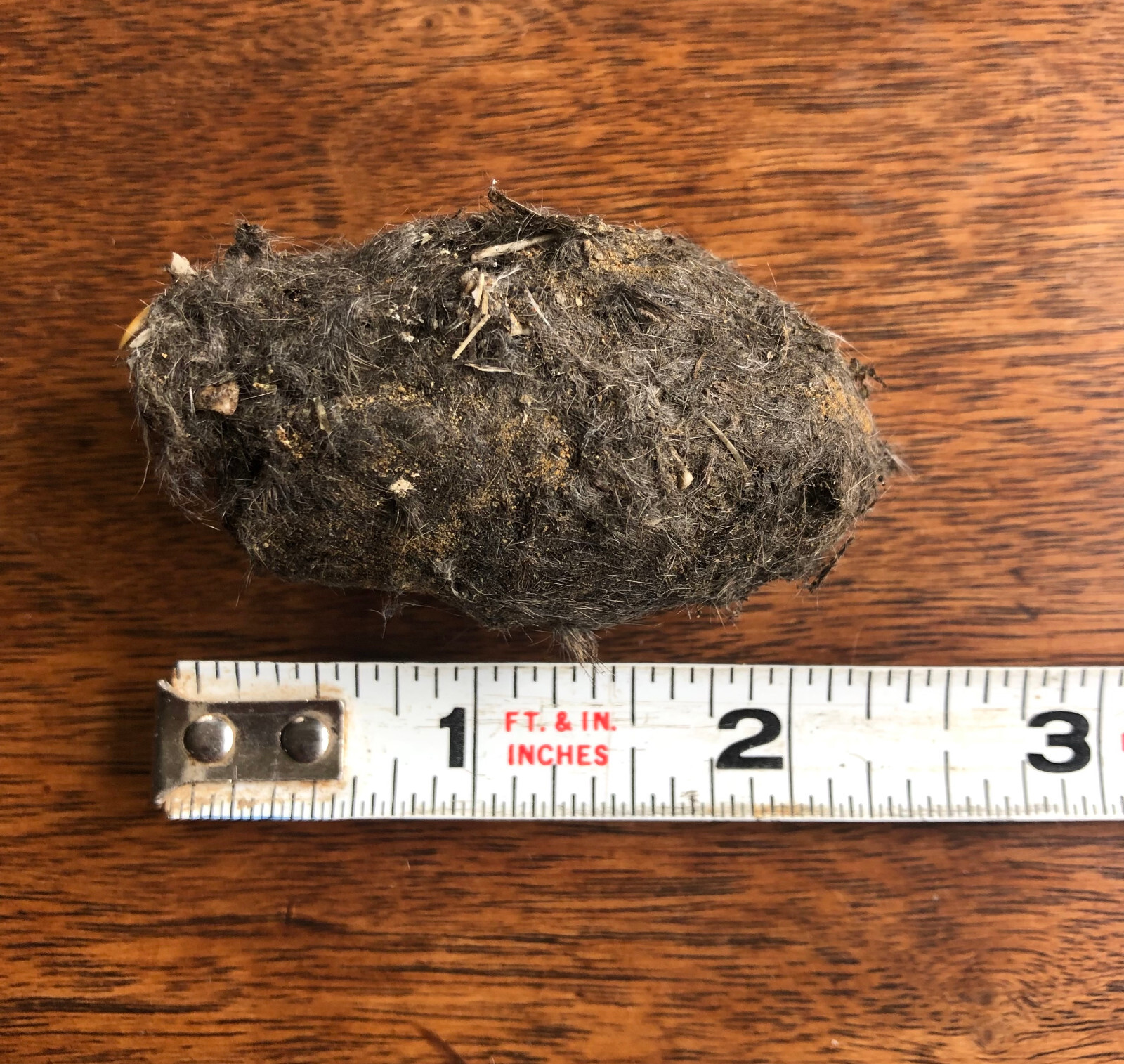 3 LARGE OWL PELLETS - Sterilized - Nature study - Classroom activity