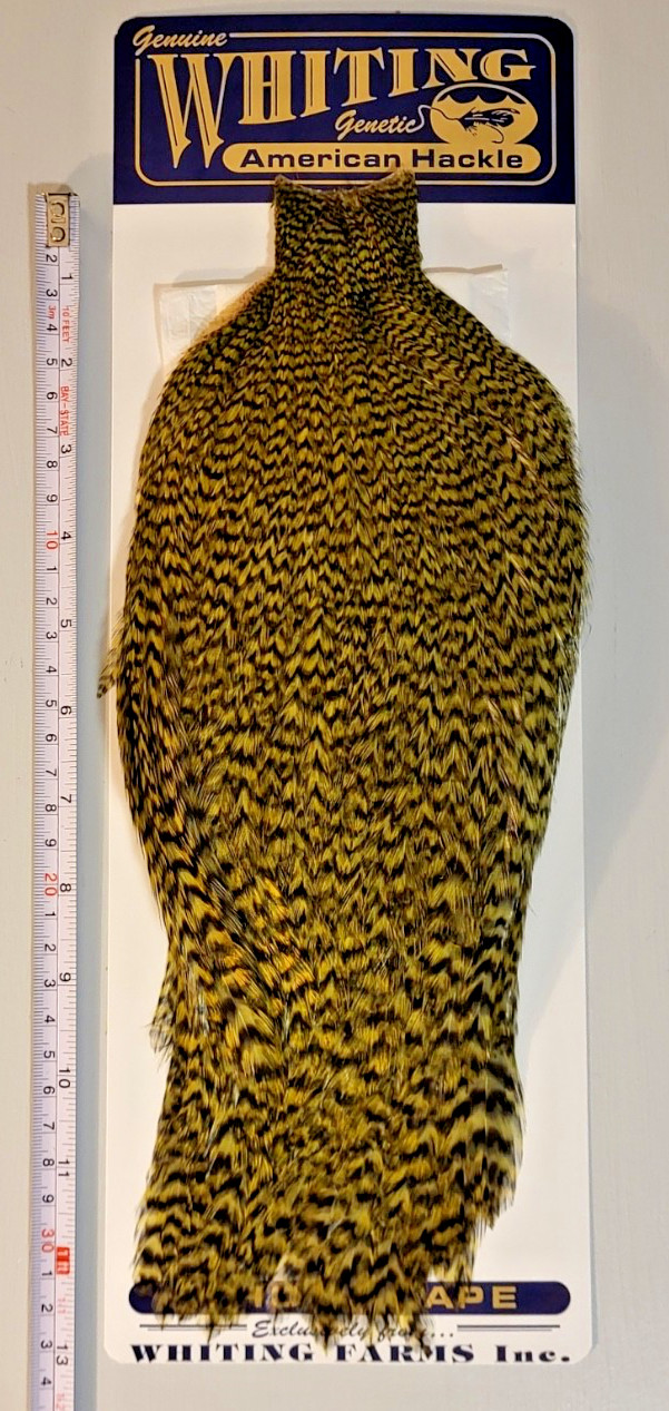 Whiting American Rooster Cape, Grizzly Dyed Olive, Fly Tying