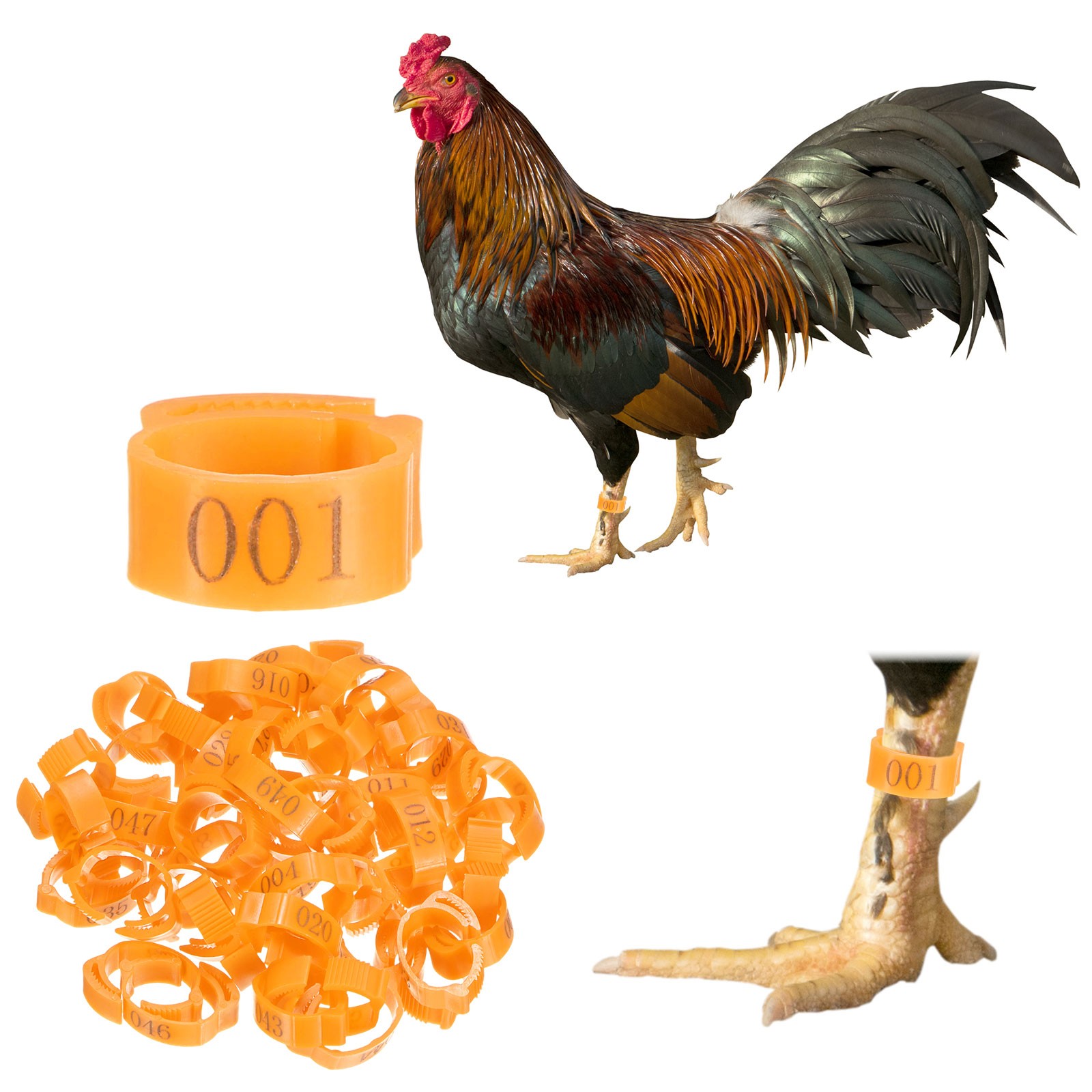 50-Pack Adjustable Chickens Leg Band, 17-22 mm Plastic Chicken Leg Ring [Orange]