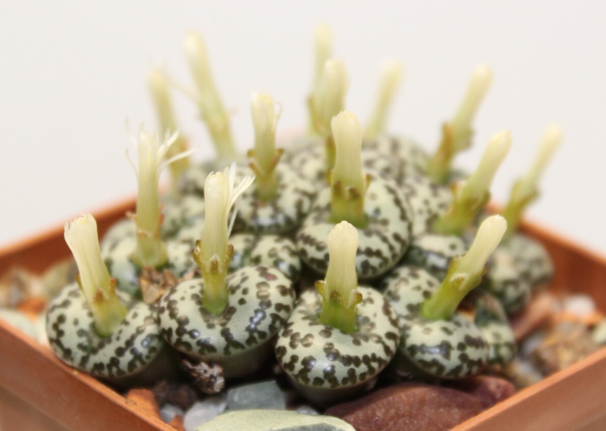 Conophytum obcordellum ursprungianum SB635-seeds 20 pcs 2023 y