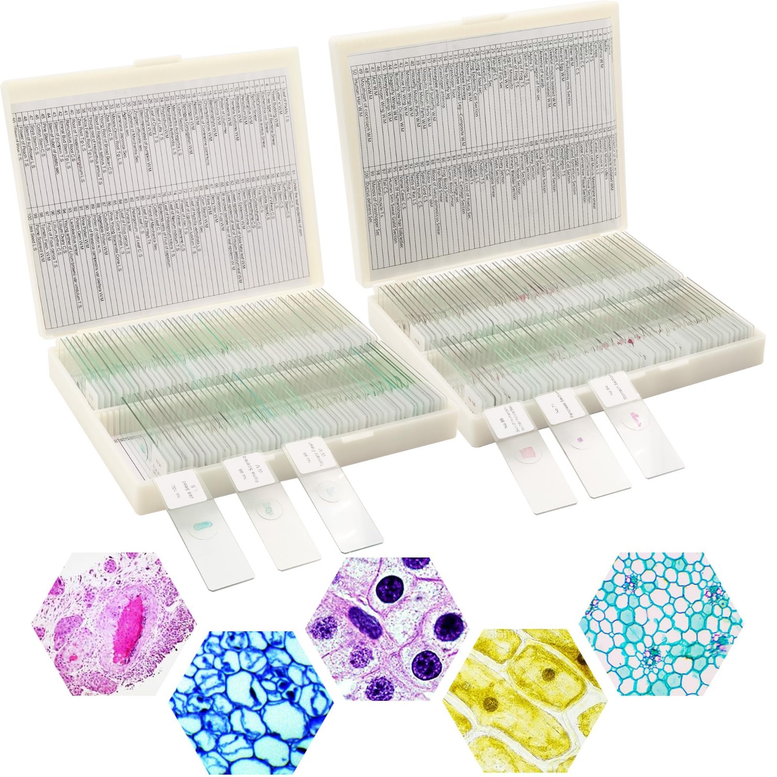 200 Microscope Slides Set - 100 Plant & 100 Animal Tissues with Labels & Case fo
