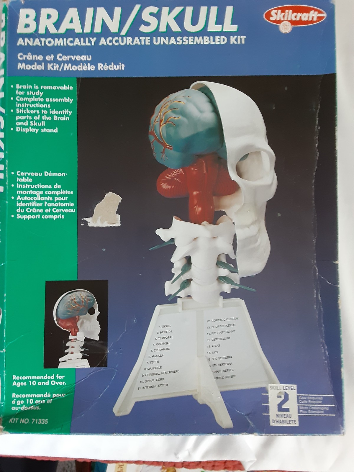 Skilcraft #71335 Brain/Skull Model Kit build it yourself anatomically accurate
