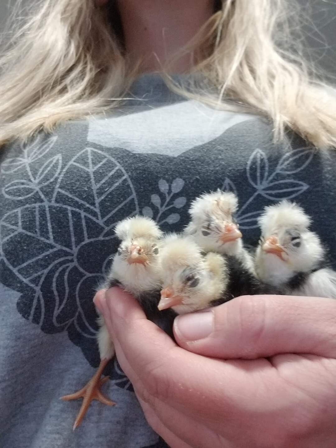 DOZEN White Crested Black Polish Hatching Eggs  - Chicken
