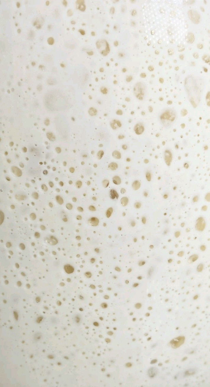 LIVE SOURDOUGH STARTER (Bucky) - Make Dough Next Day Active, Established, Strong
