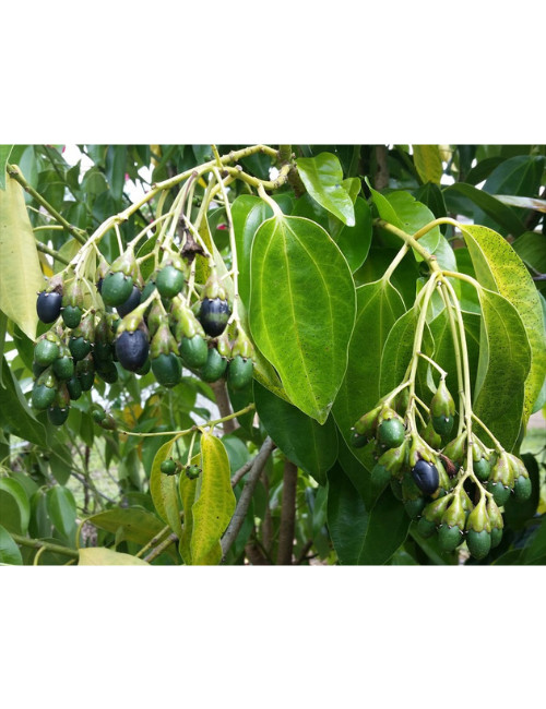 Ceylon Cinnamon Seeds [ 20 seeds ] Cinnamomum Zeylanicum