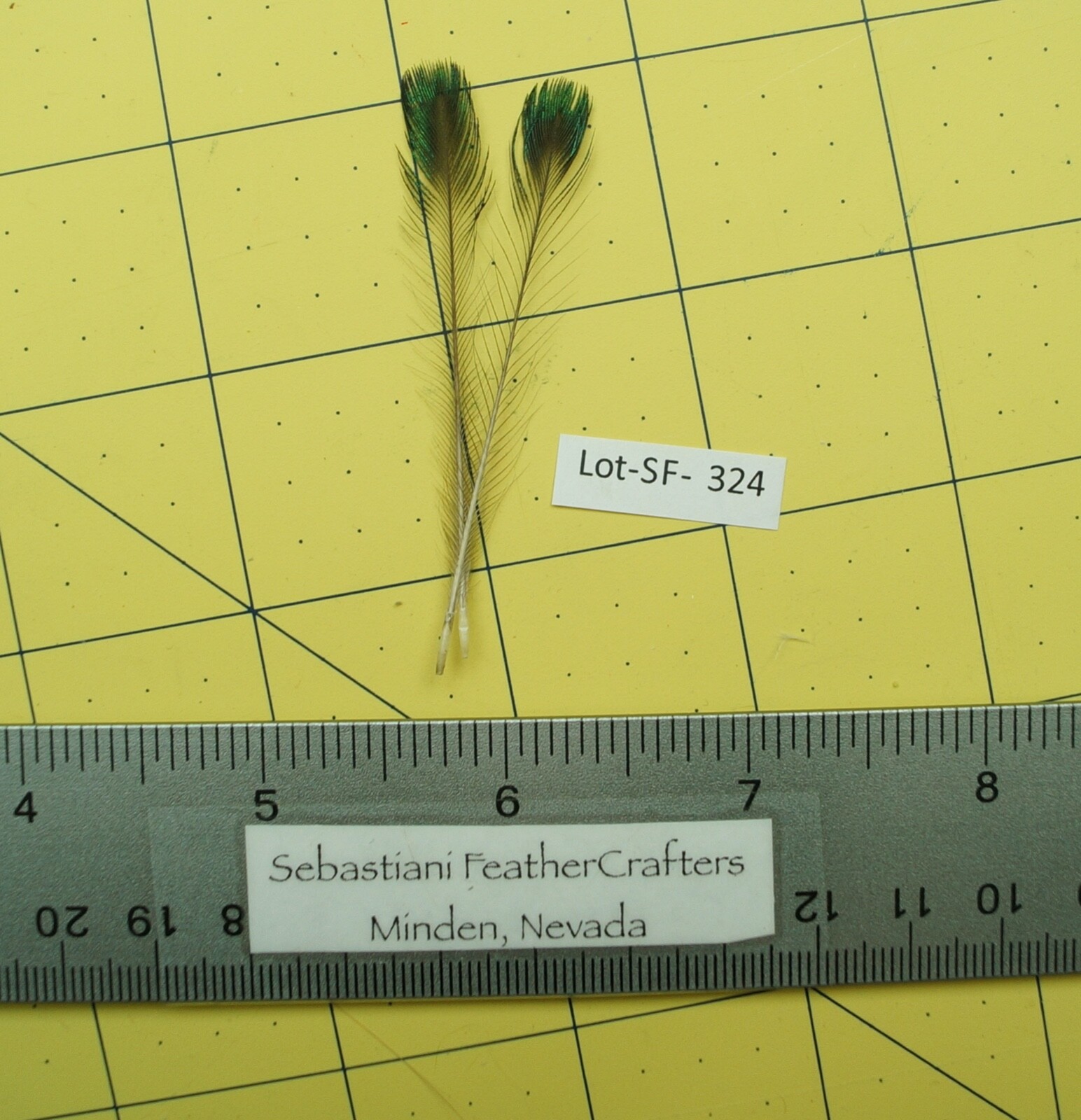 One Pair 2.5"  Java Green Peacock Corona Feathers Lot-SF 324